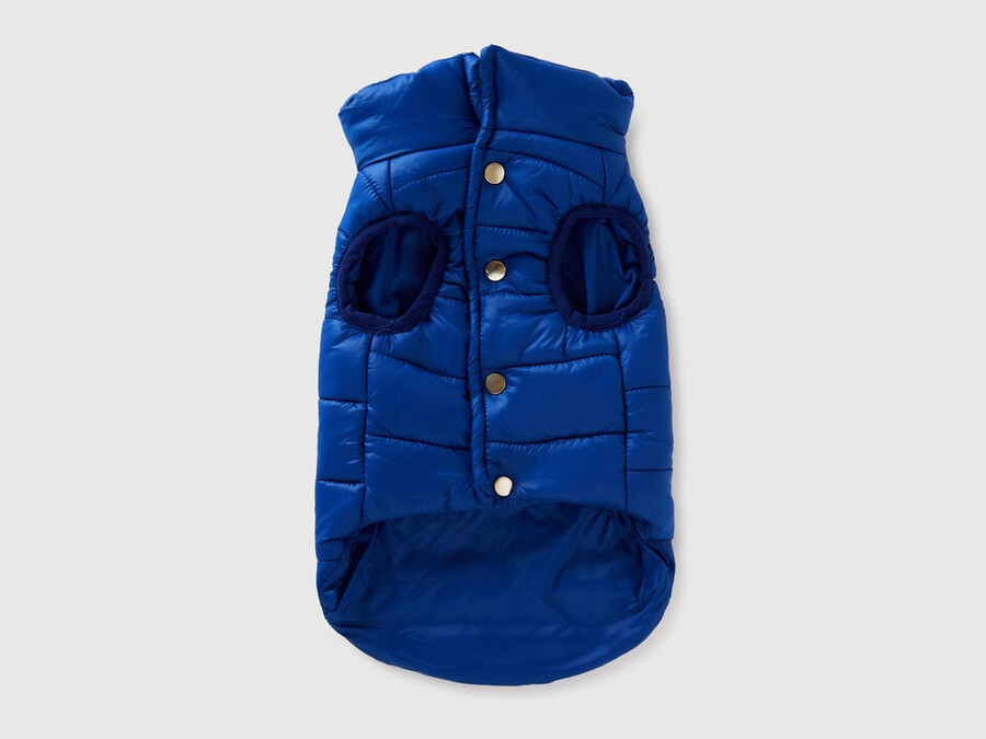 cornflower blue padded jacket for dogs