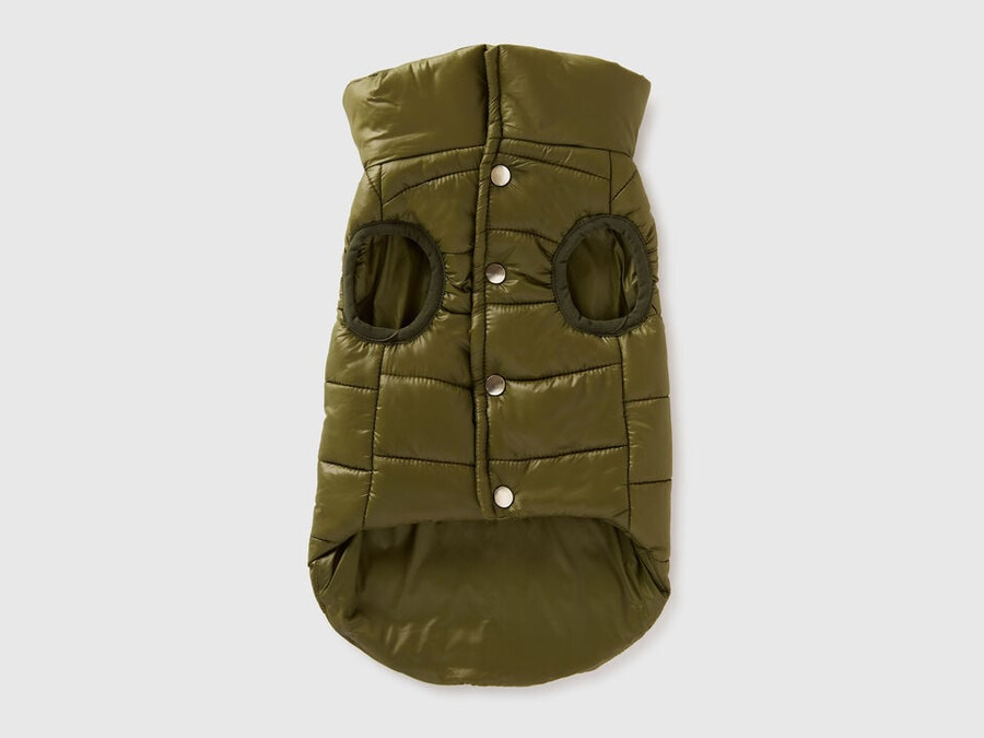 green padded jacket for dogs